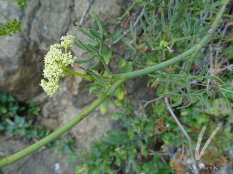 Meerfenchel: Übersicht